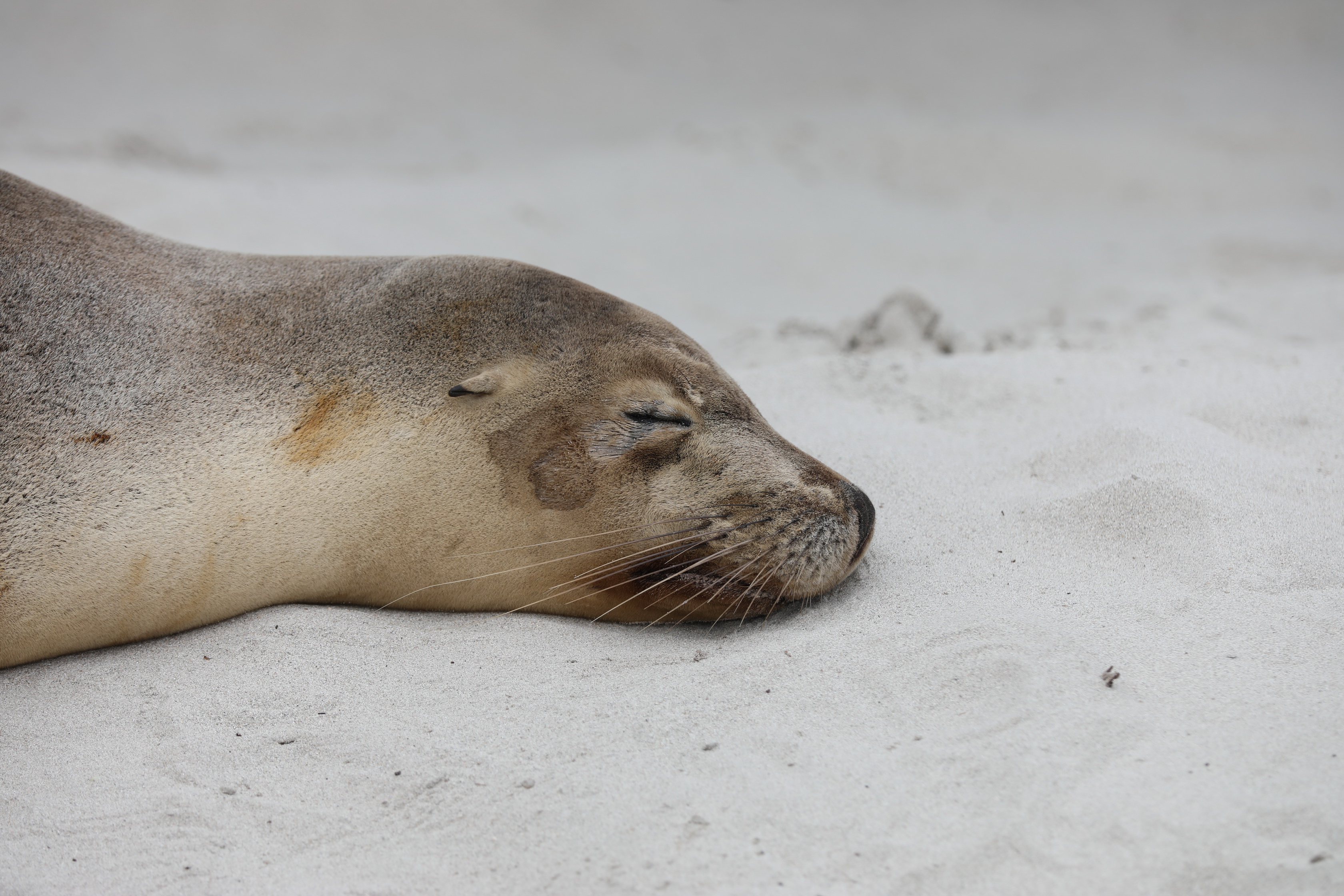 2019 09 29 12 53 35 Canon EOS 5D Mark IV 0029